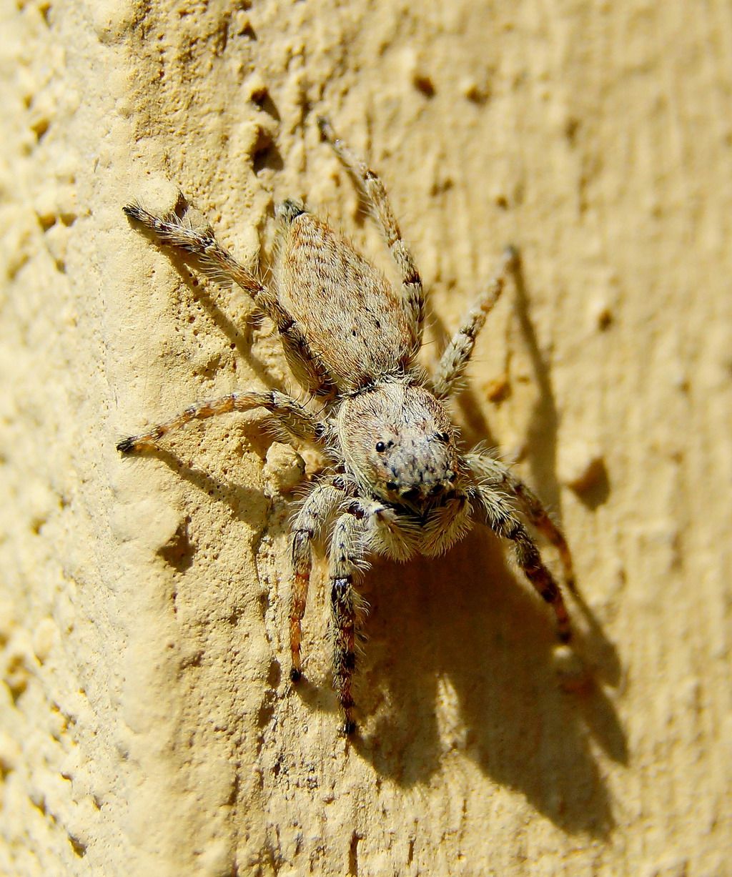 Menemerus sp. - Ostiglia (MN)