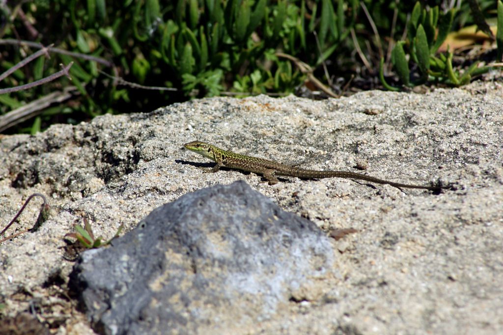 lucertola sarda