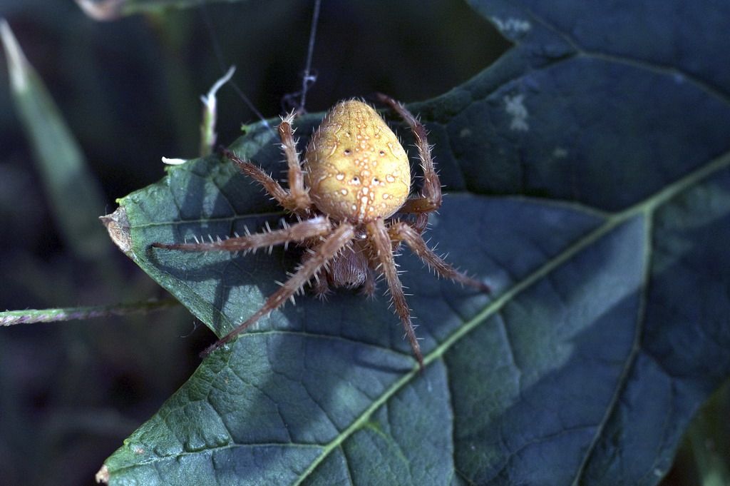 Araneus cfr diadematus - Ostiglia (Mn)