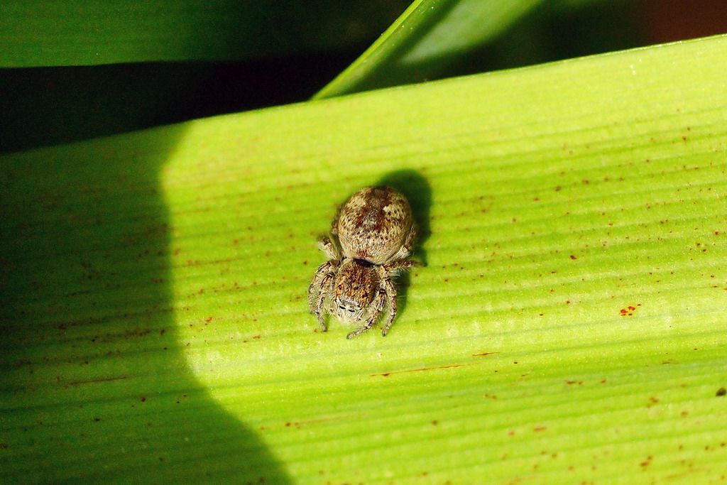 Philaeus chrysops - Ostiglia (MN)