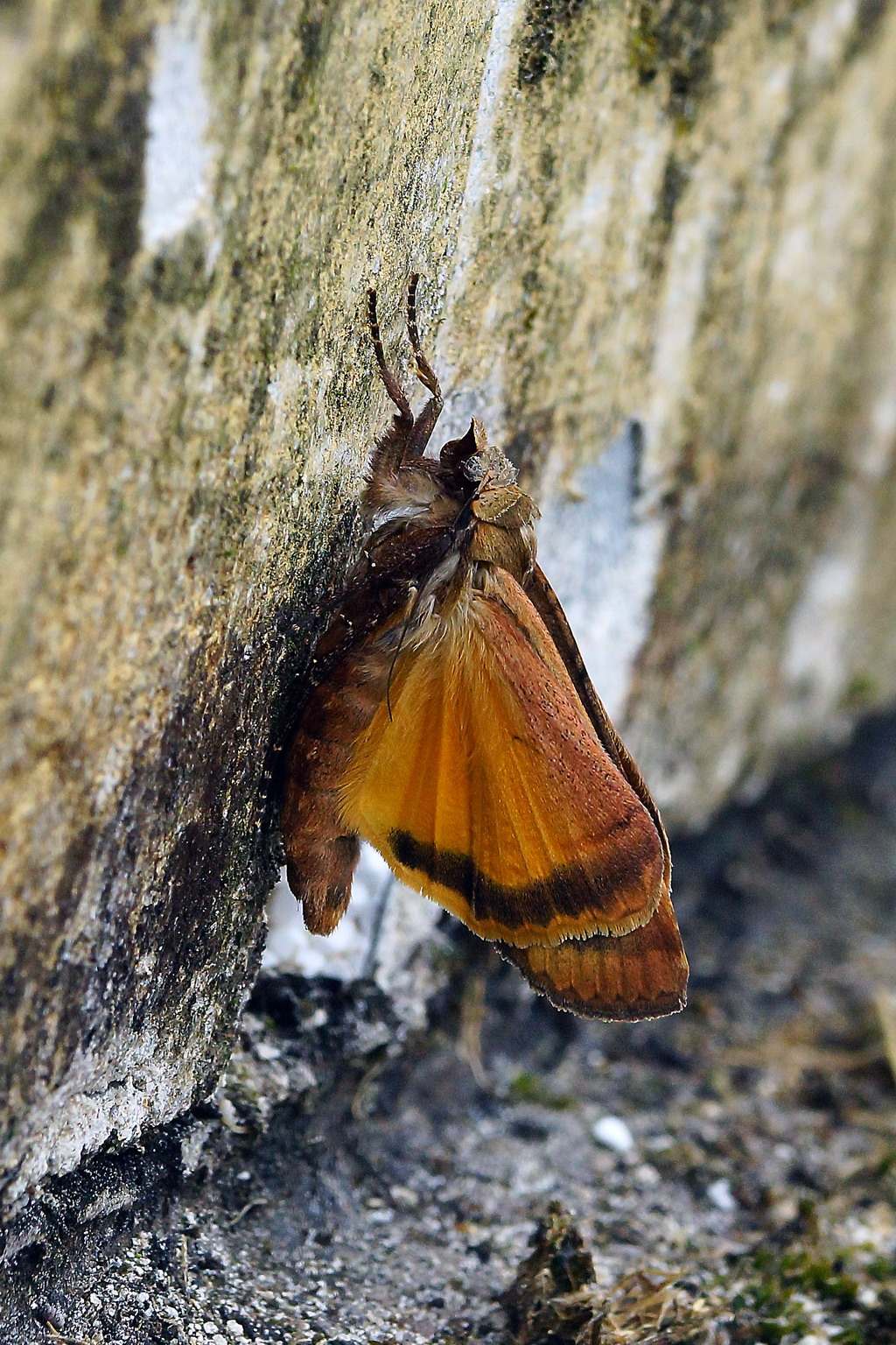 Noctuidae?