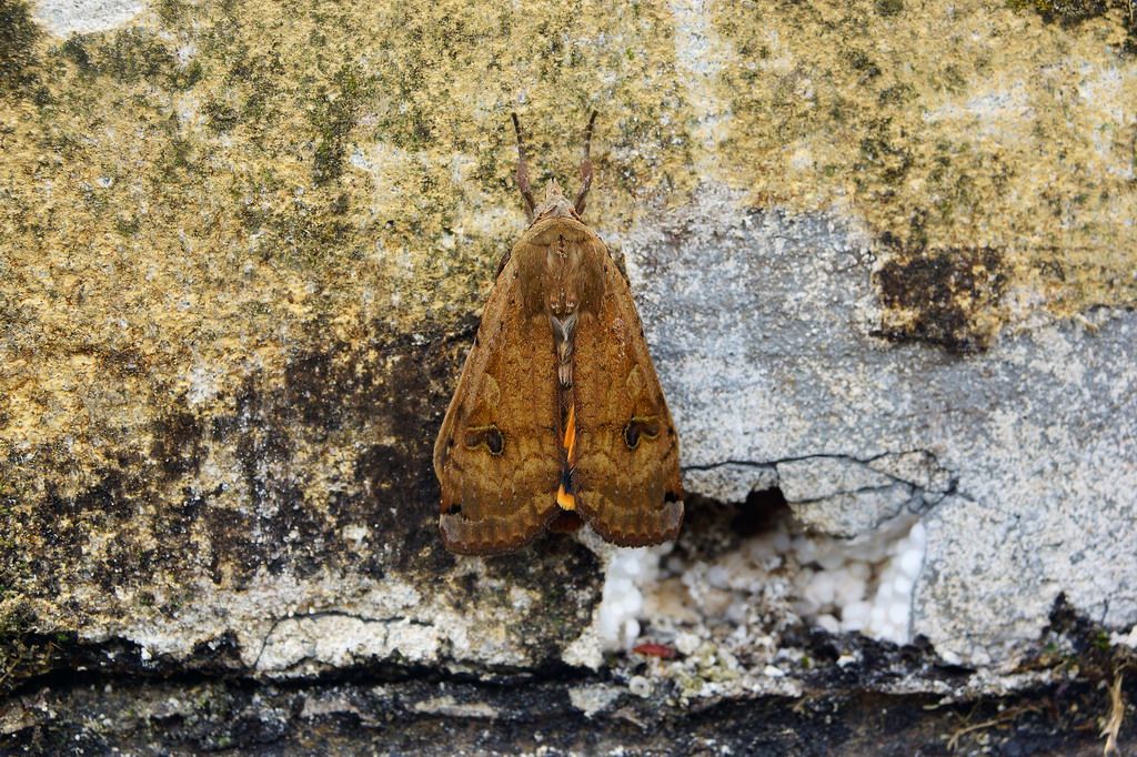 Noctuidae?