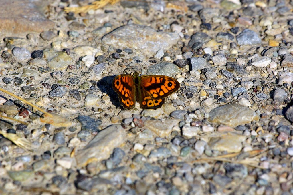 nynfalidae?