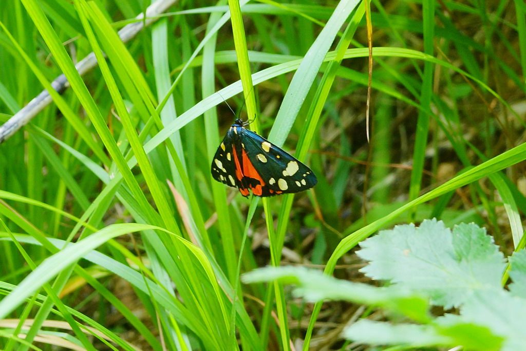 zygaena?