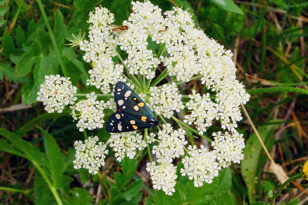 altra zygaena?