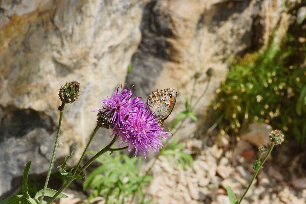 id nynphalidae?