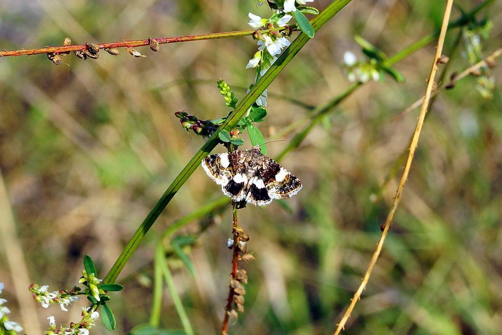 id farfalina