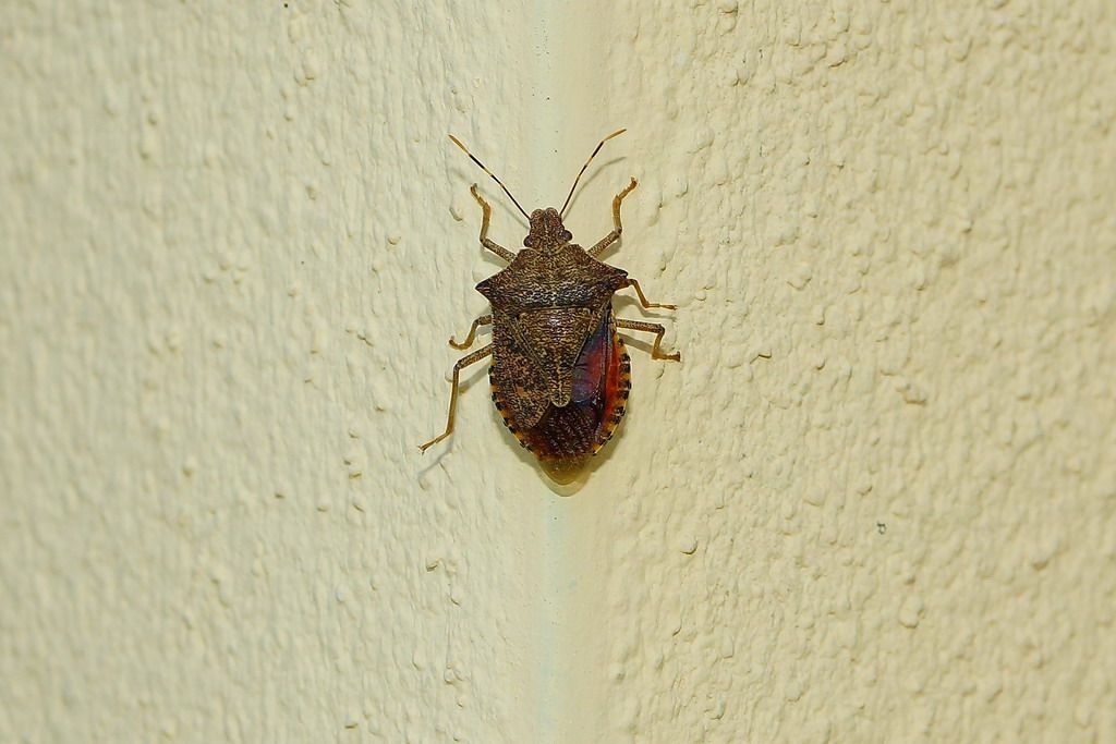 Pentatomidae: Arma custos della Lombardia (MN)