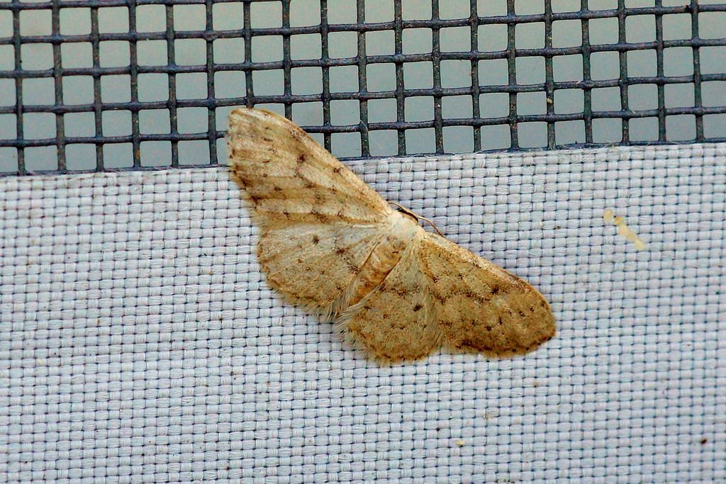 id geometridae