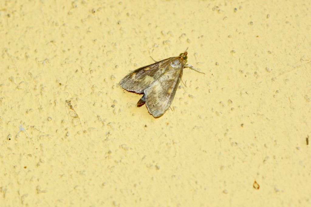 crambidae?