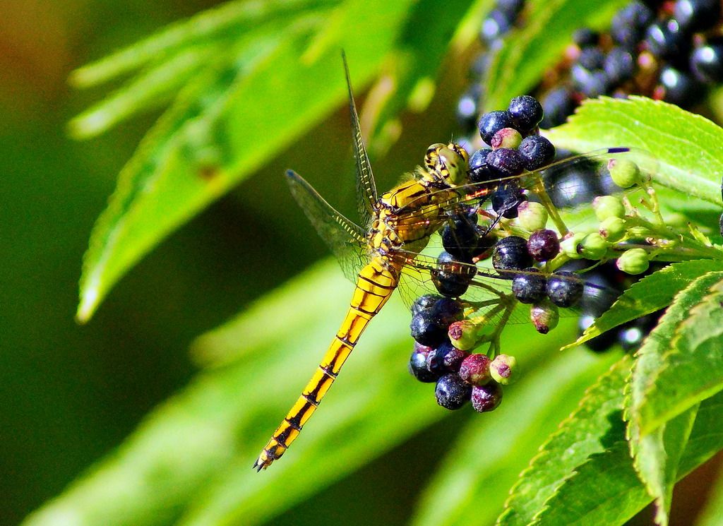 orthetrum