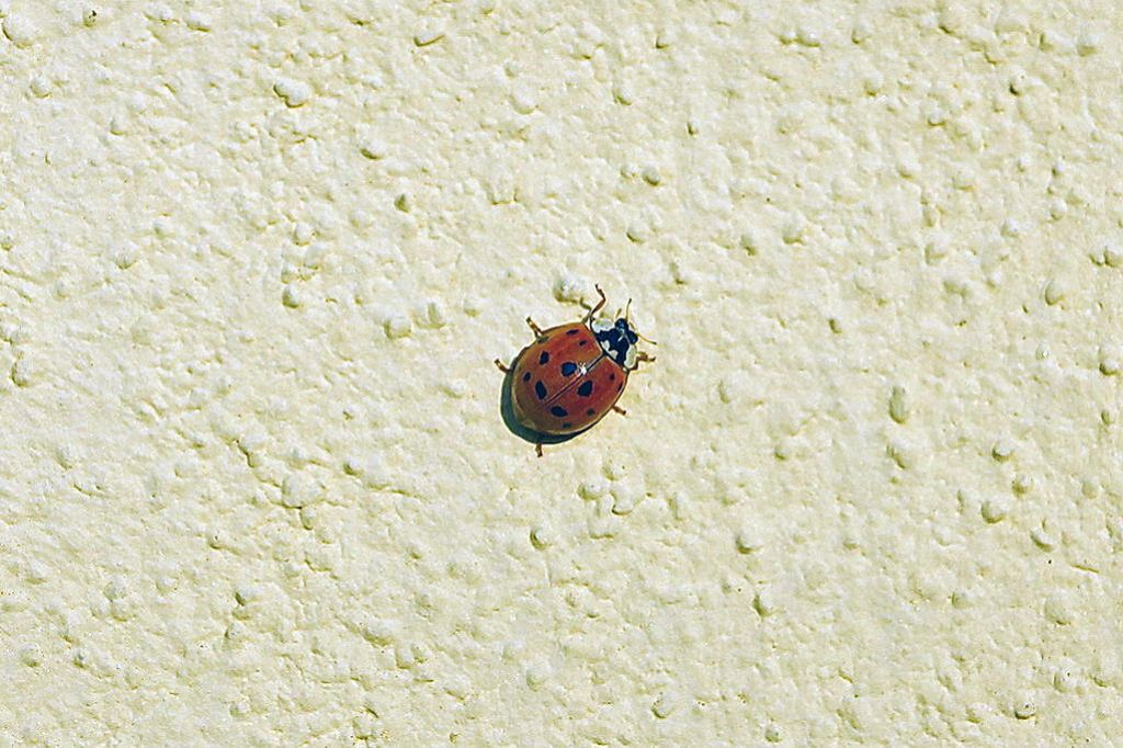 Harmonia axiridis,  Coccinellidae