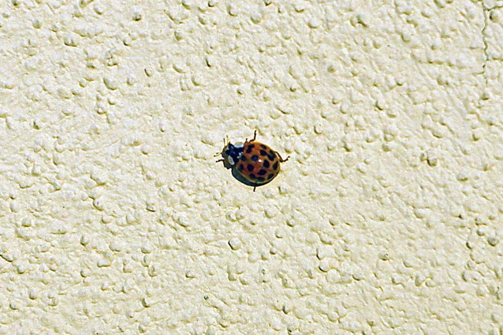 Harmonia axyridis, Coccinellidae