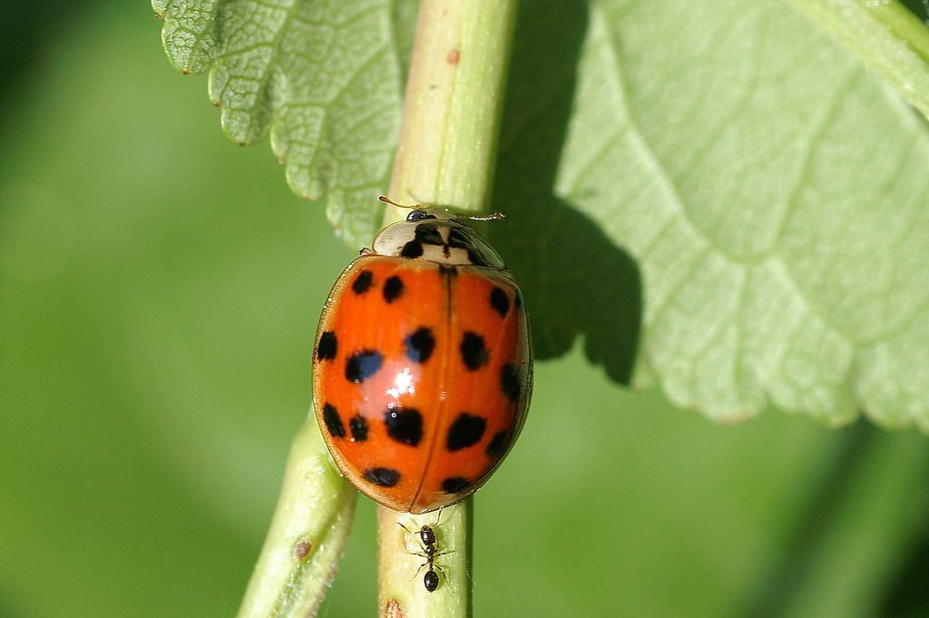 Harmonia axyridis