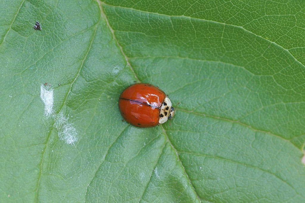 Harmonia axyridis