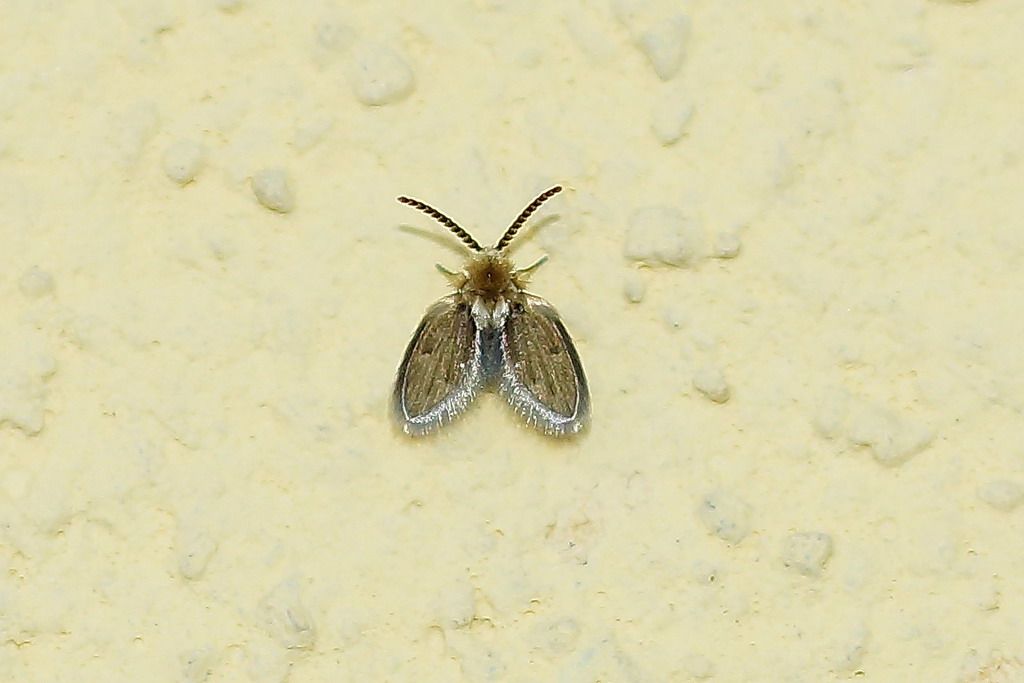 psicoda alternata