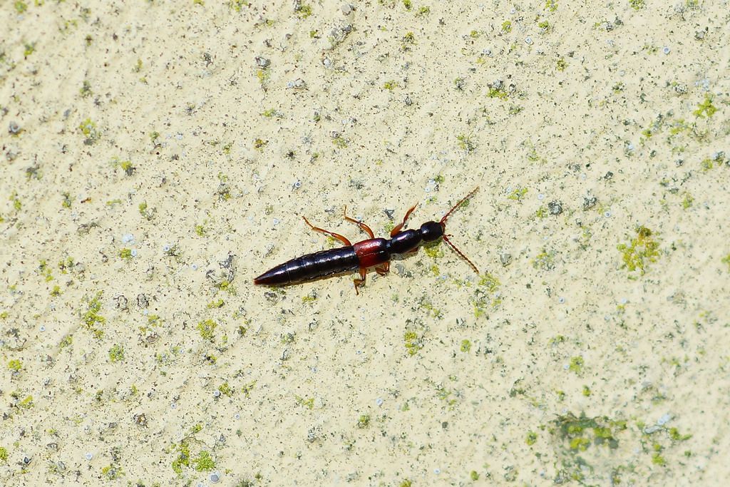 Staphilinidae