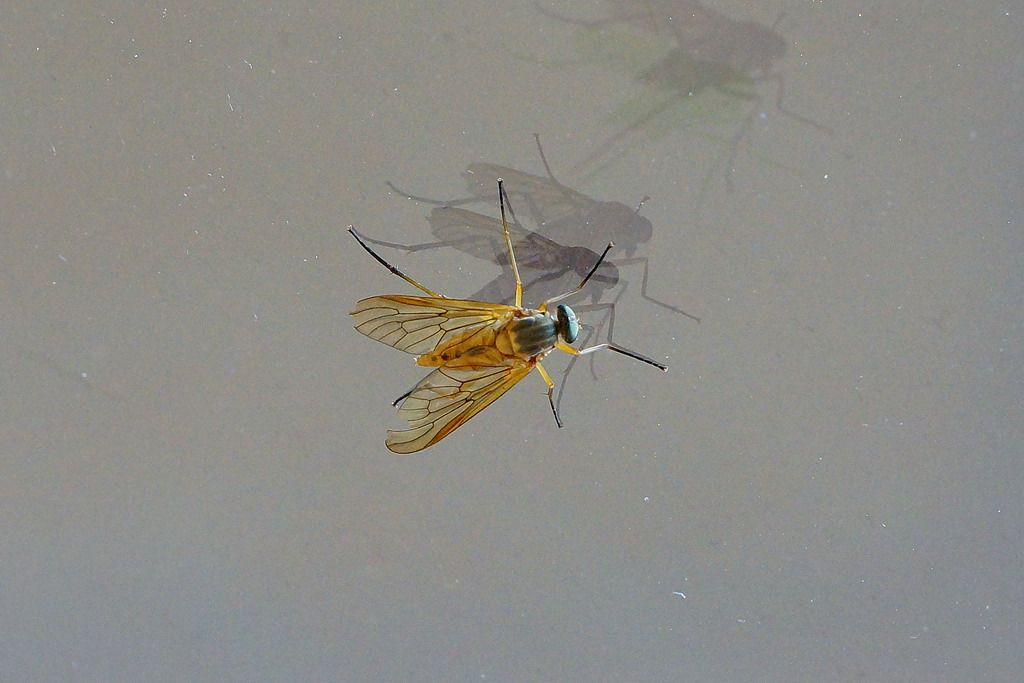 dittero? S; Rhagio sp. Femmina