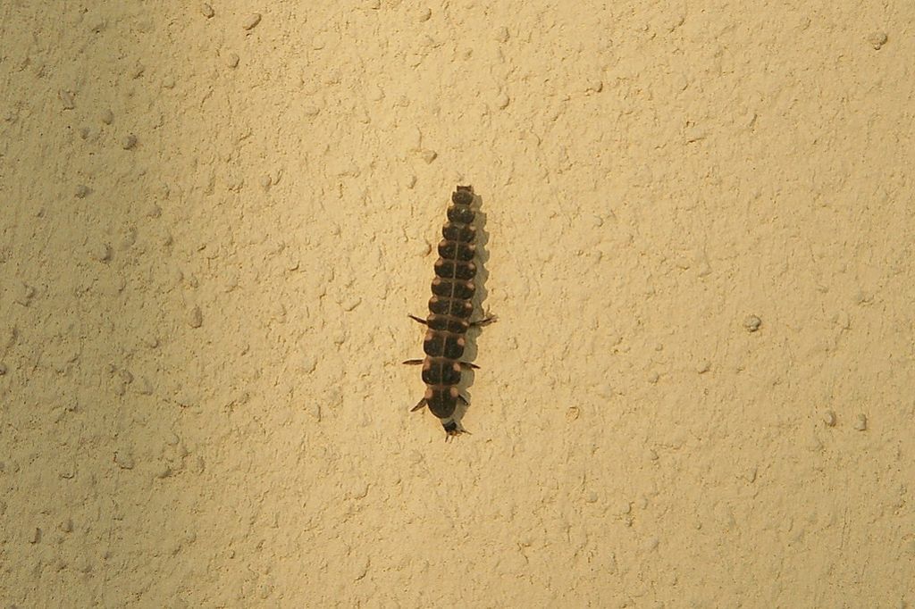 larva fam. Lampyridae