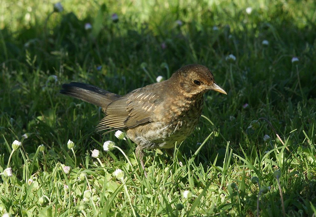 giovane Merlo