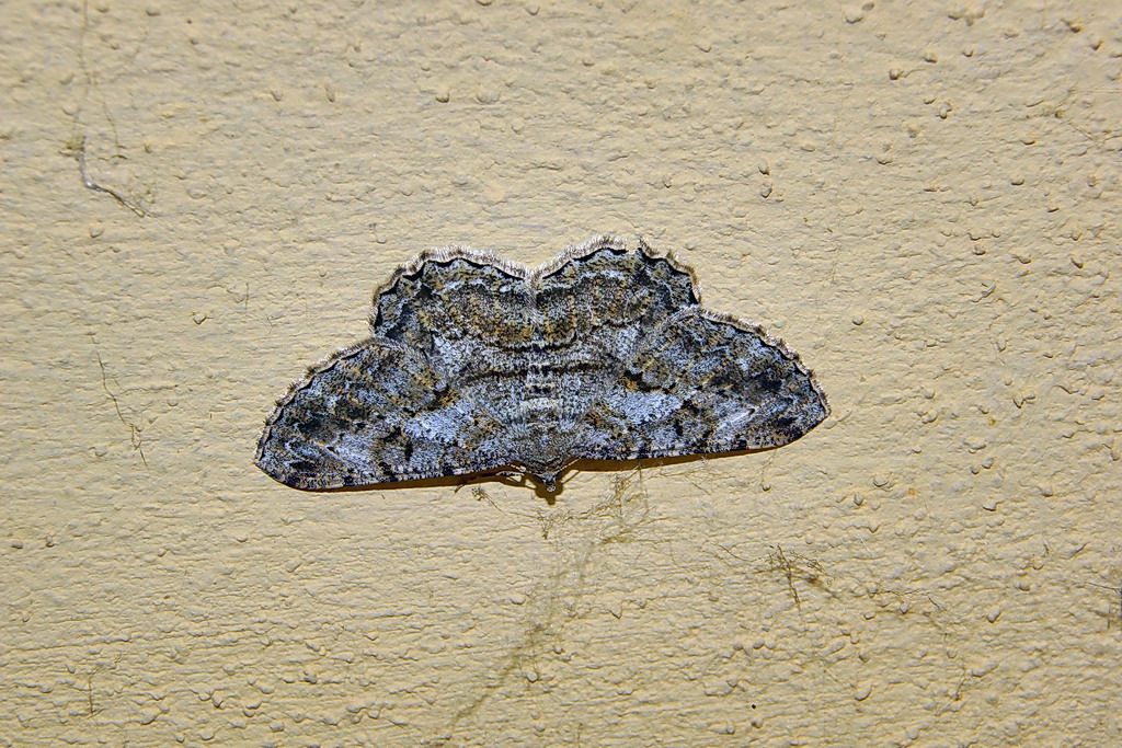 geometridae da ID