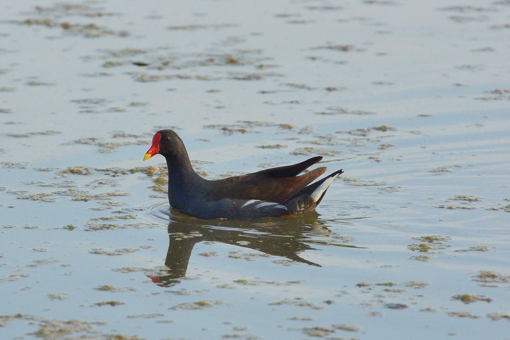 gallinella d''acqua