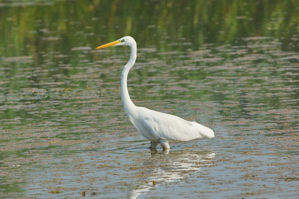 airone bianco maggiore