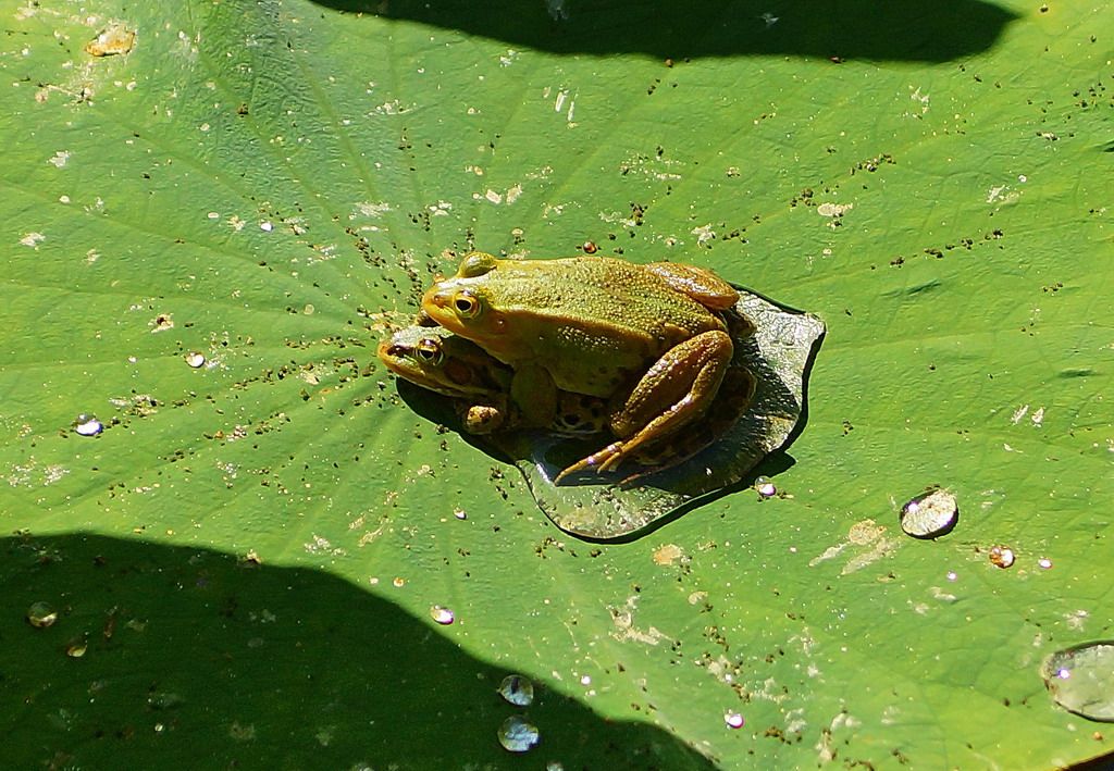 anfibio 1 - Pelophylax sp. (Ischia)