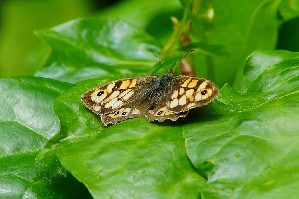 Nymphalidae - Pararge aegeria