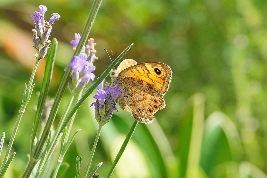 nymphalidae? - S, Lasiommata megera