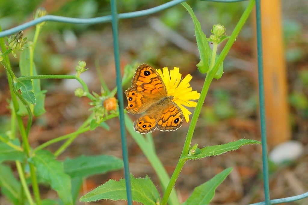 nymphalidae? - S, Lasiommata megera