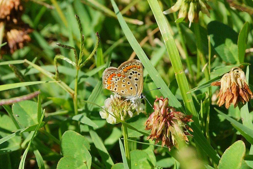 lycaenudae? - Polyommatus icarus