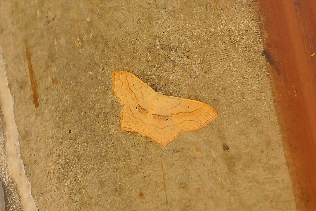 geometridae