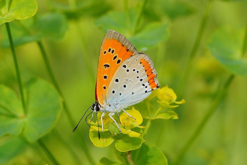 lycaena dispar  ?