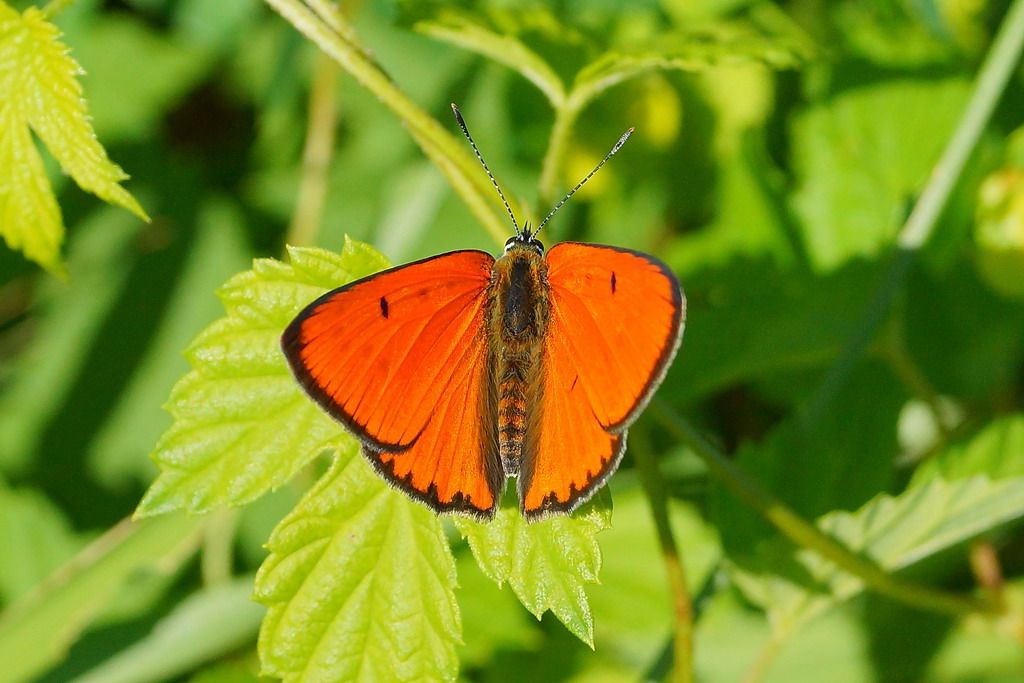 lycaena dispar  ?