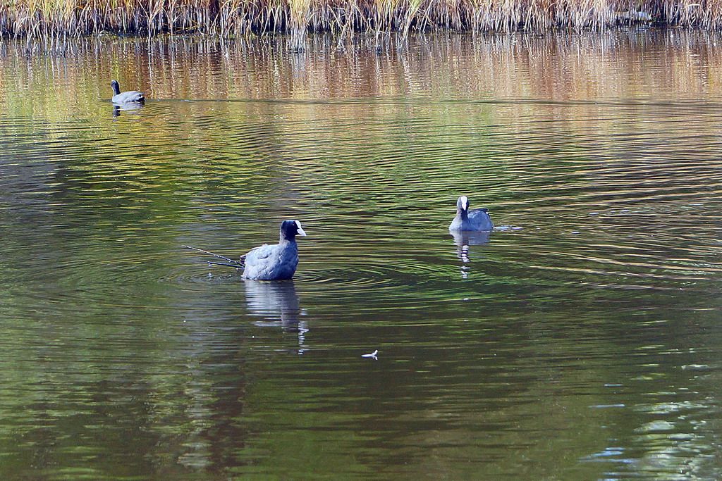 folaga o gallinella d''acqua