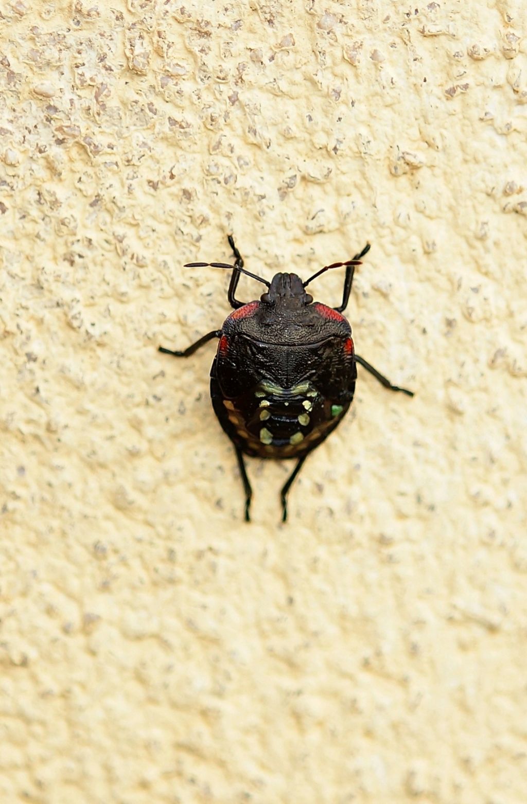 ninfa di Nezara viridula (Pentatomidae)