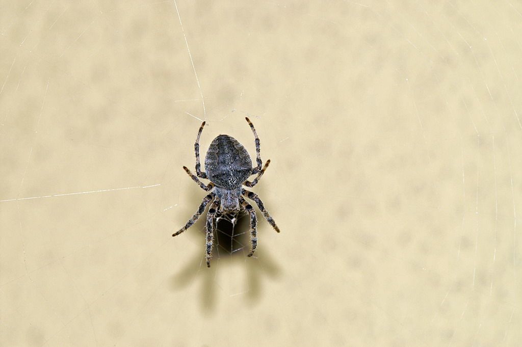 Giovane Araneus cfr angulatus - Ostiglia (MN)