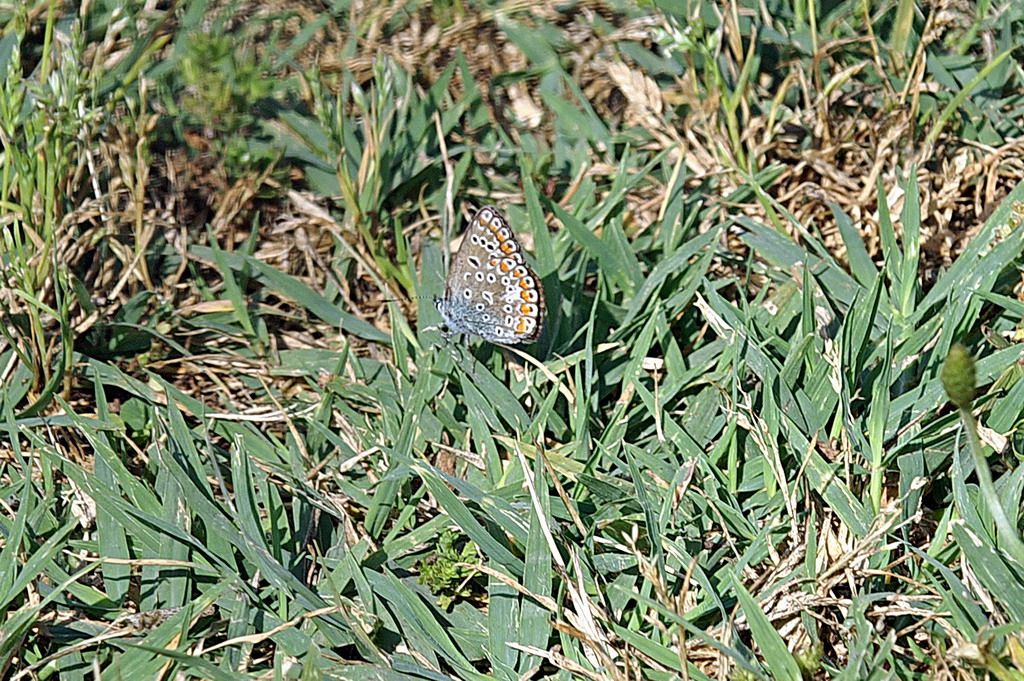 licenidae - Polyommatus cfr. icarus