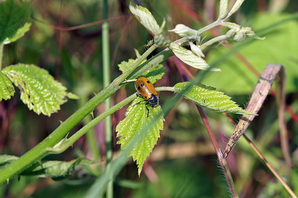 Lachnaia italica (cf), Chrysomelidae