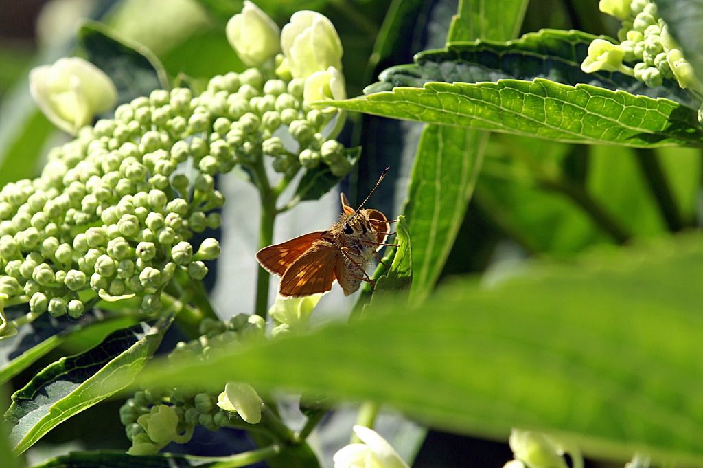 Ochlodes sylvanus ? S