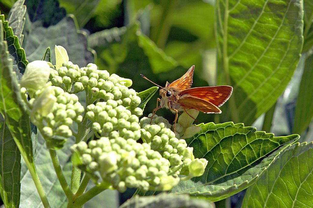 Ochlodes sylvanus ? S