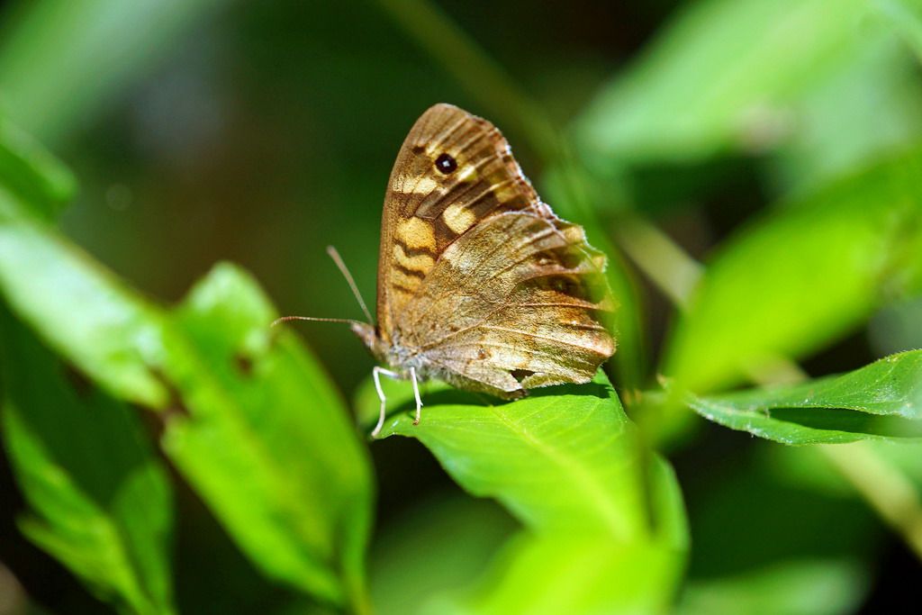 Pararge aegeria, Nymphalidae Satyrinae