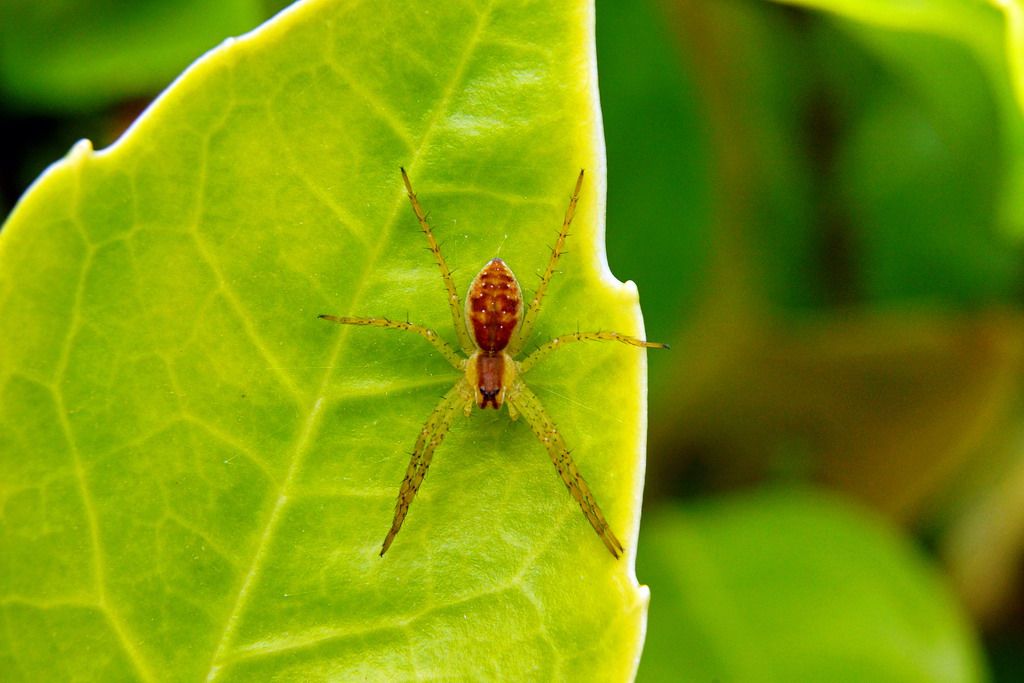 Dolomedes sp.   -  Ostiglia (MN)