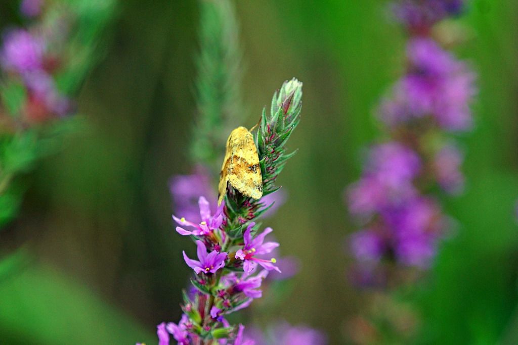 id falena -  Heliothis viriplaca