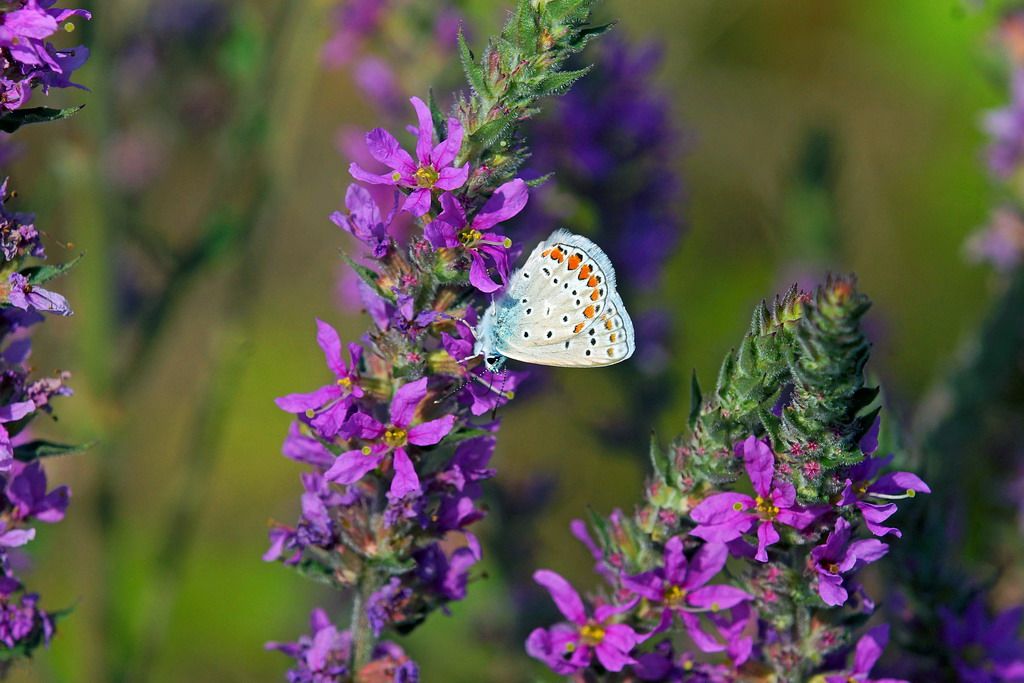 Polyommatus icarus?