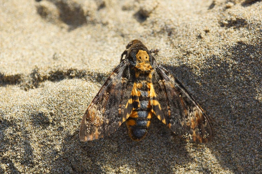 Acherontia atropos