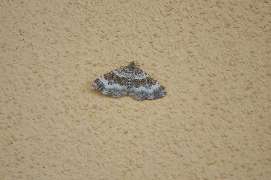 geometridae - Epirrhoe sp.