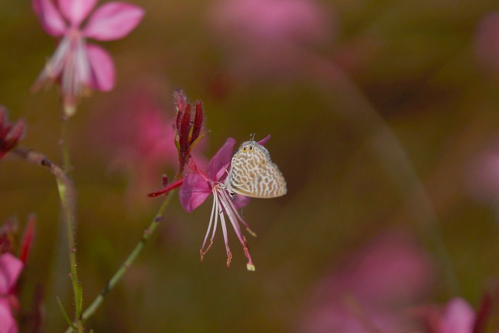 Lampides boeticus e Leptotes pirithous