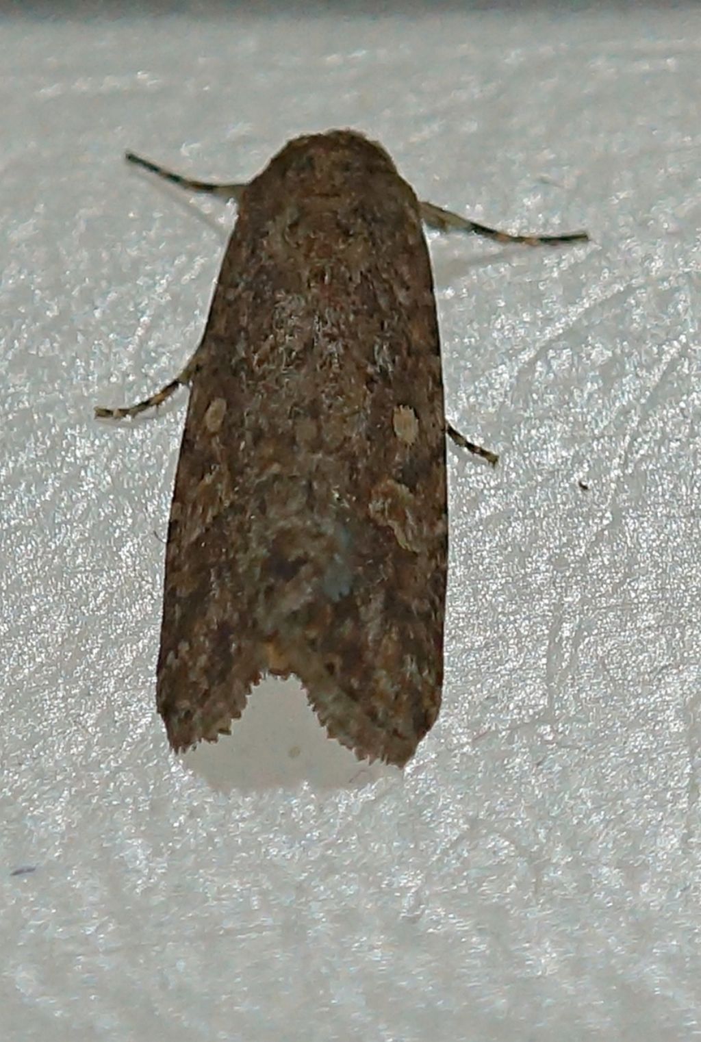 Id falena - Spodoptera exigua, Noctuidae